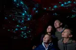 Te Anau Glowworm Caves Guided Tour Get Your Guide