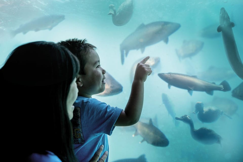 Life under Lake Wakatipu at the Queenstown Underwater Observatory and Time Tripper