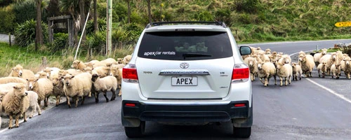 An Apex rental car and some friendly locals
