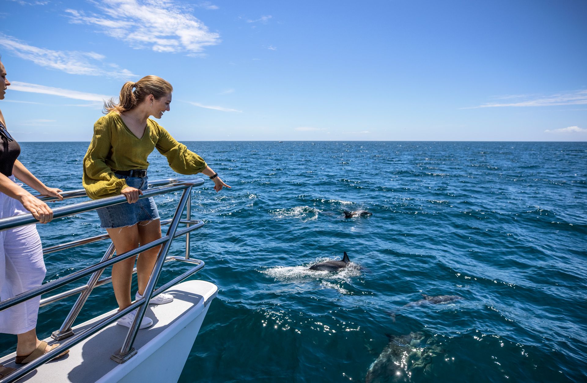 Dolphins in the Hauraki Gulf image courtesy Miles Holden