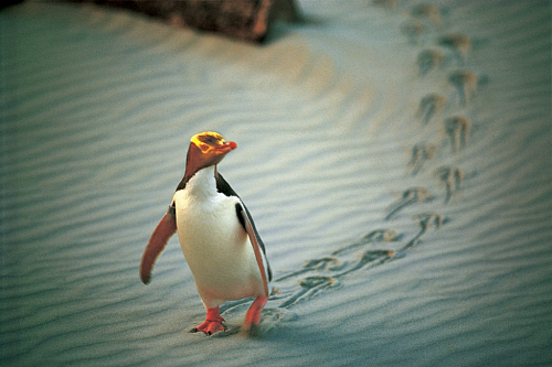 Yellow Eyed Penguin - pic courtesy Penguin Place