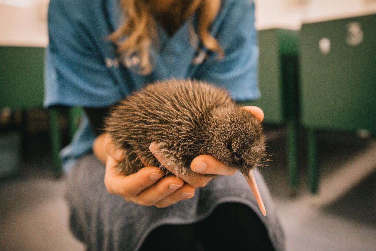 A Kiwi at the West Coast Wildlife Centre Franz Josef Image Courtesy Liz Carlson