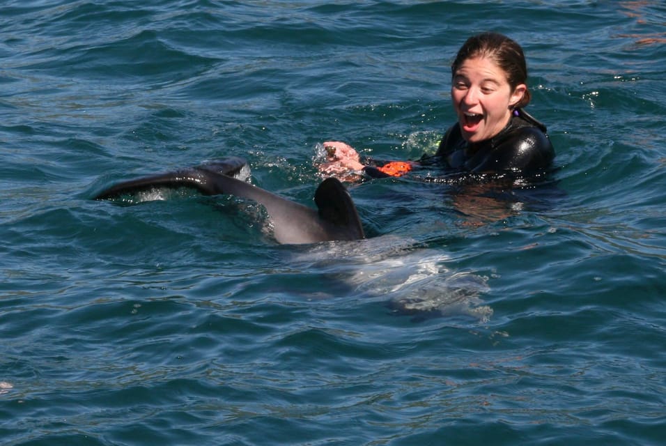 GYG Akaroa Swimming With Wild Dolphins Experience