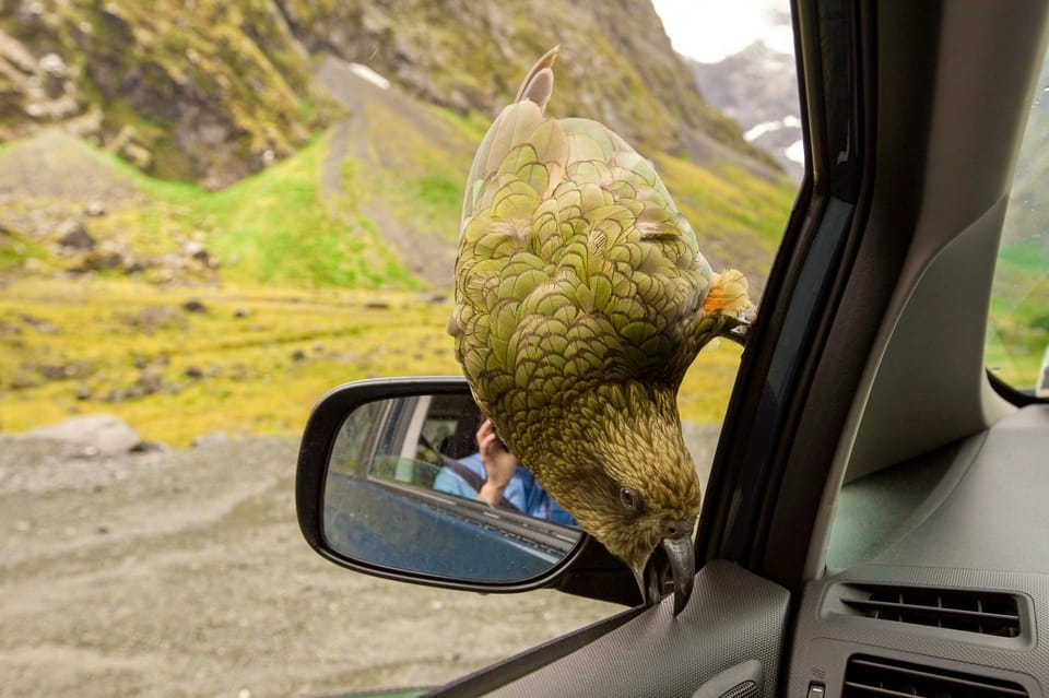 A cheeky Kea on the Arthur's Pass Tranzalpine Day Tour