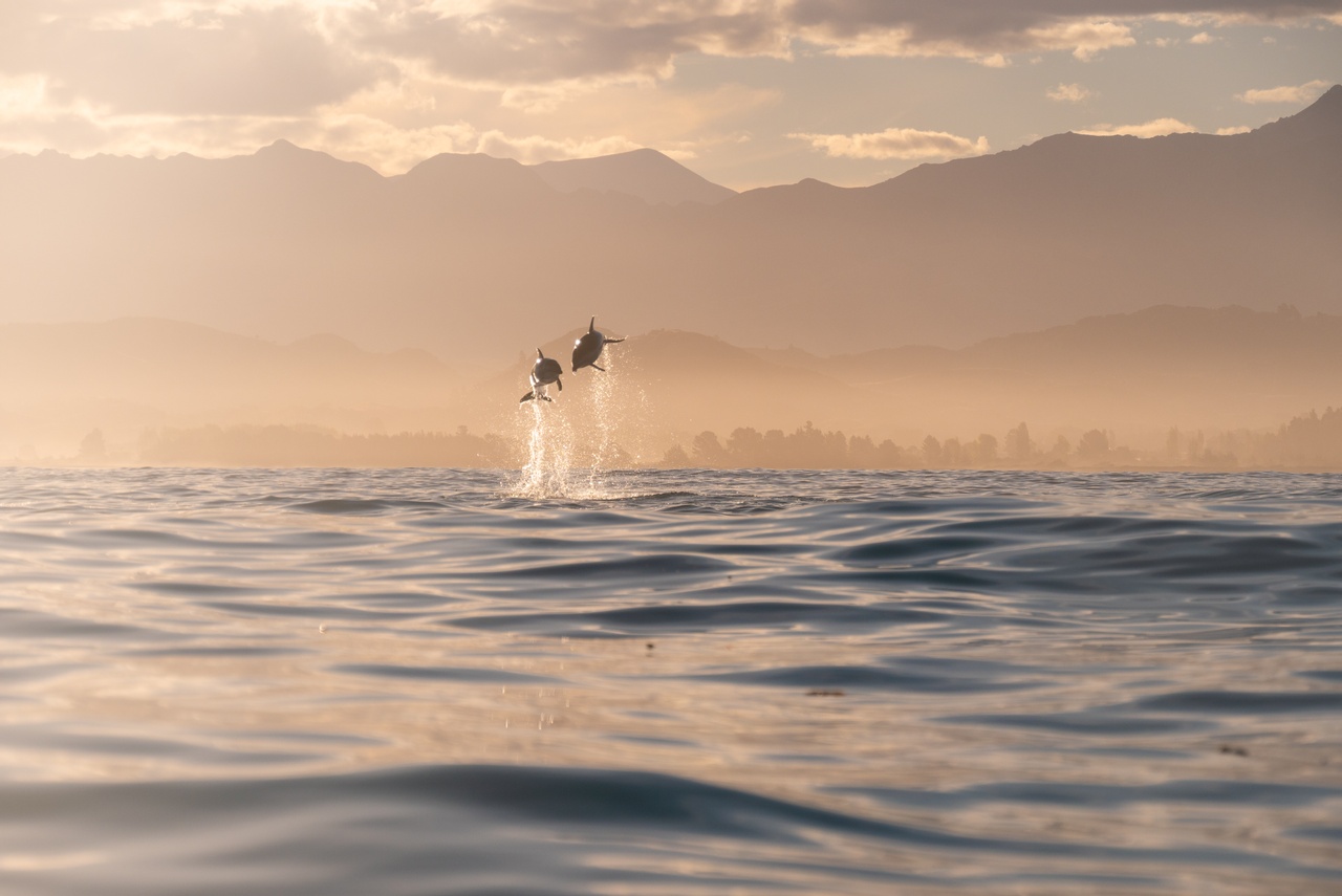 Kaikoura Dolphins Jumping Pic Courtesy Kaikoura Kayaks No Expiry