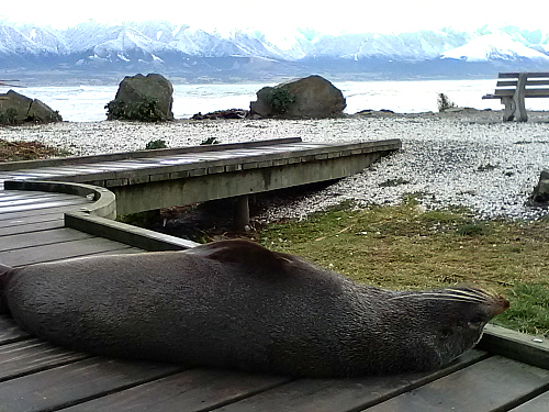 New Zealand fur seal Point Kean Kaikoura