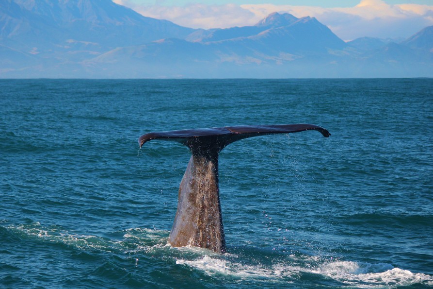 Kaikoura Semi Resident Sperm Whale Tutu Image Courtesy Whale Watch Kaikoura