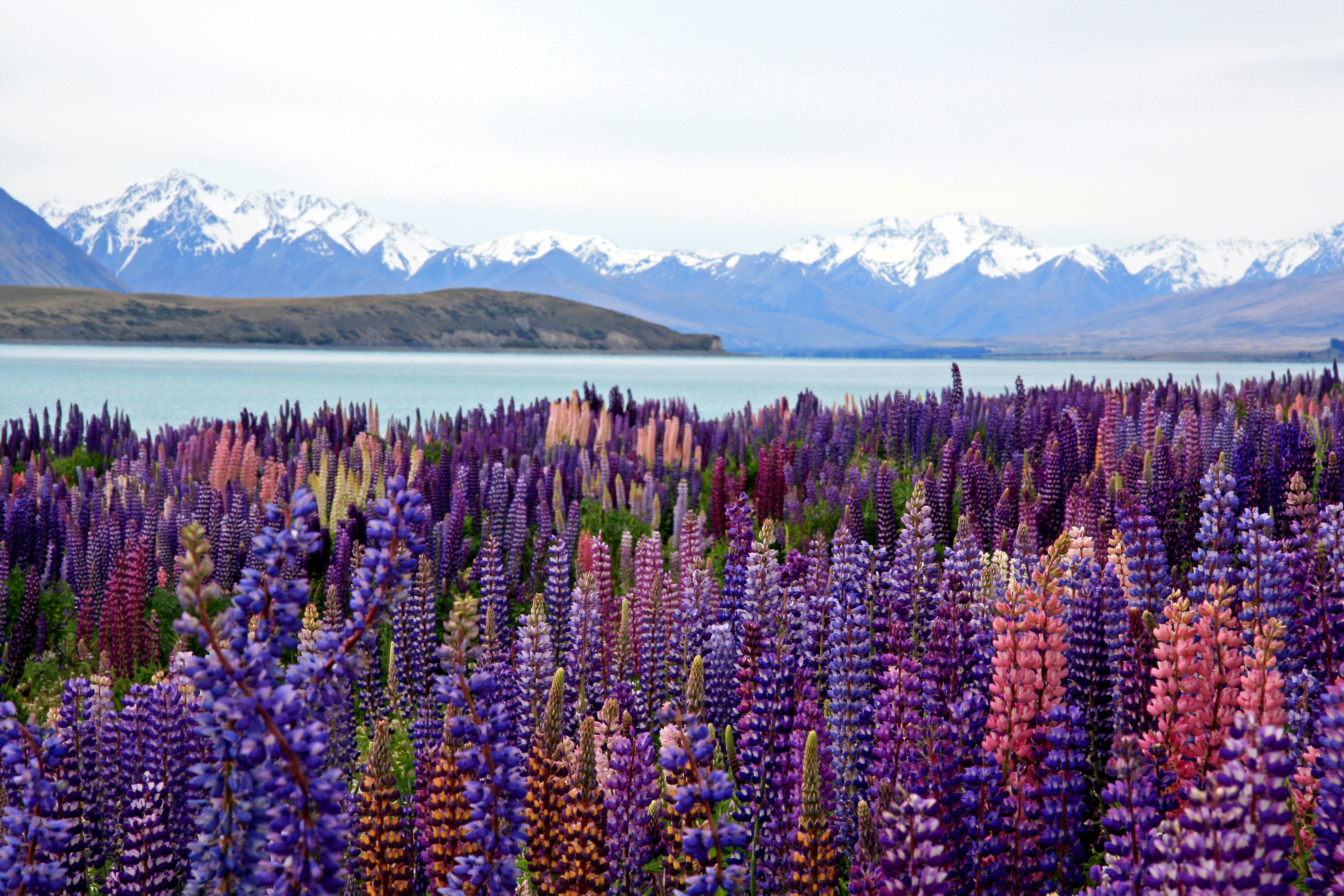 Lake Tekapo and Lupins. Image courtesy Nareeta Martin and Unsplash