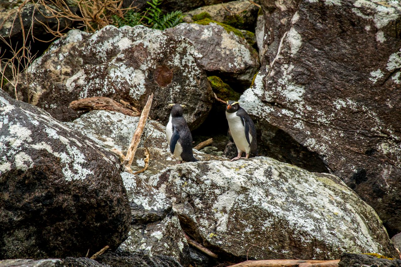 Milford Sound Fiordland Crested Penguins Image Courtesy Videocopter