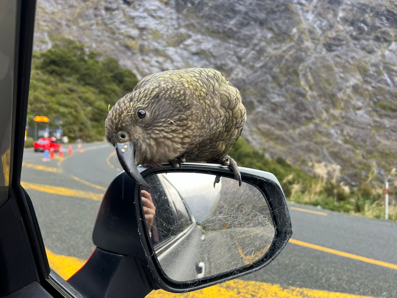 Milford Sound Kea On Milford Road Image Courtesy Great South