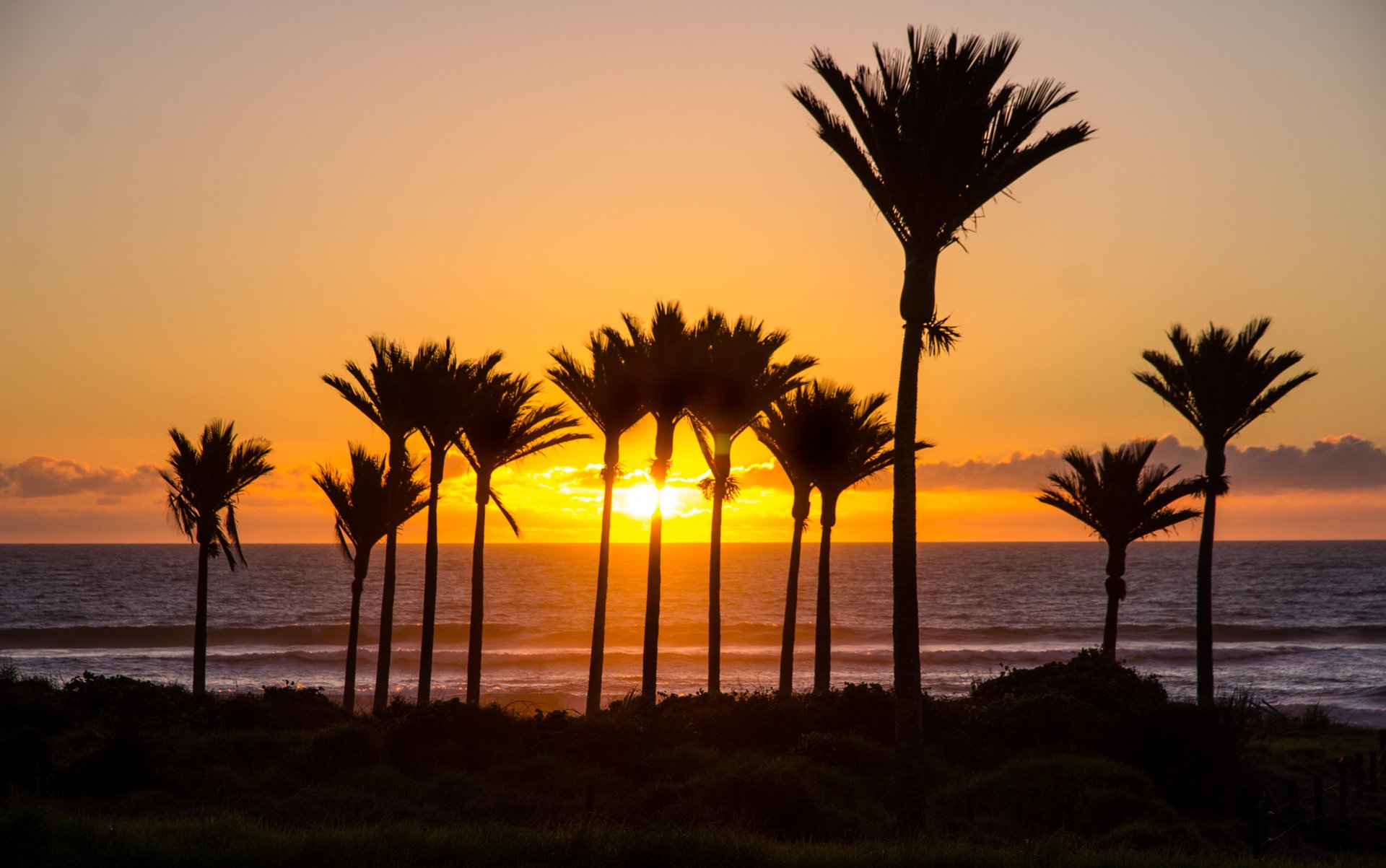 Nikau Palms and a West Coast sunset. Image courtesy Charles Brunning