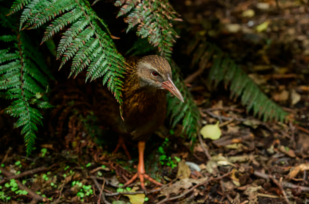 Queenstown Kiwi Park Buff Weka Image Courtesy Get Your Guide