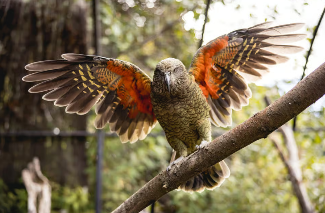 Queenstown Kiwi Park Kea Image Courtesy Get Your Guide
