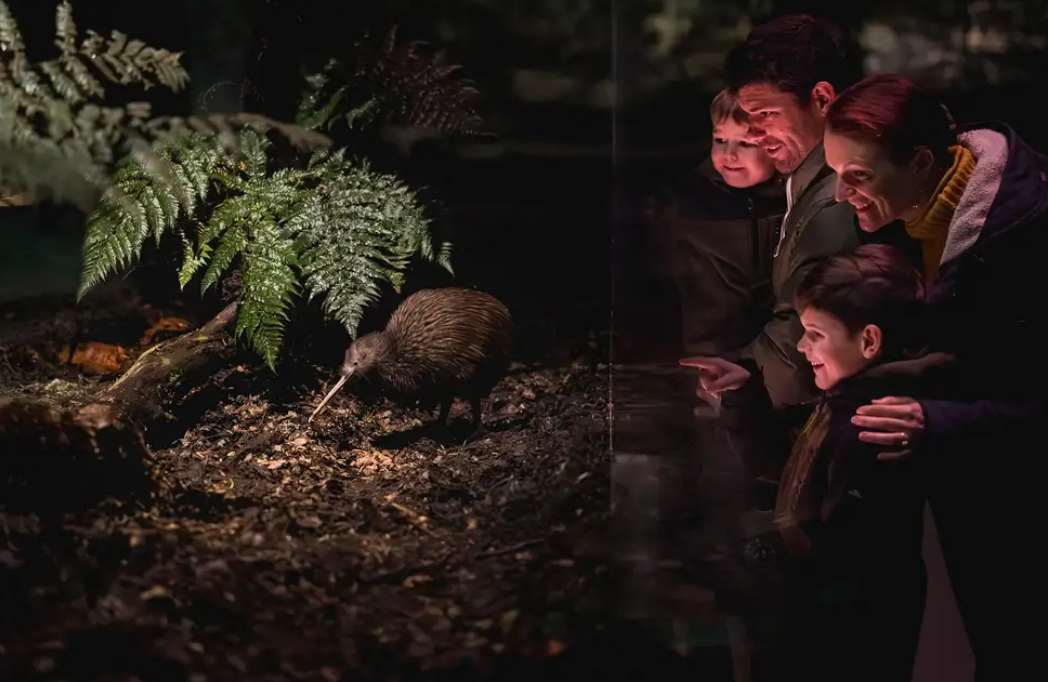 A wonderful display at Queenstown Kiwi Park Image Courtesy Get Your Guide