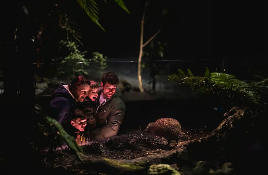 Queenstown Kiwi Park Kiwi Display Image Courtesy Get Your Guide