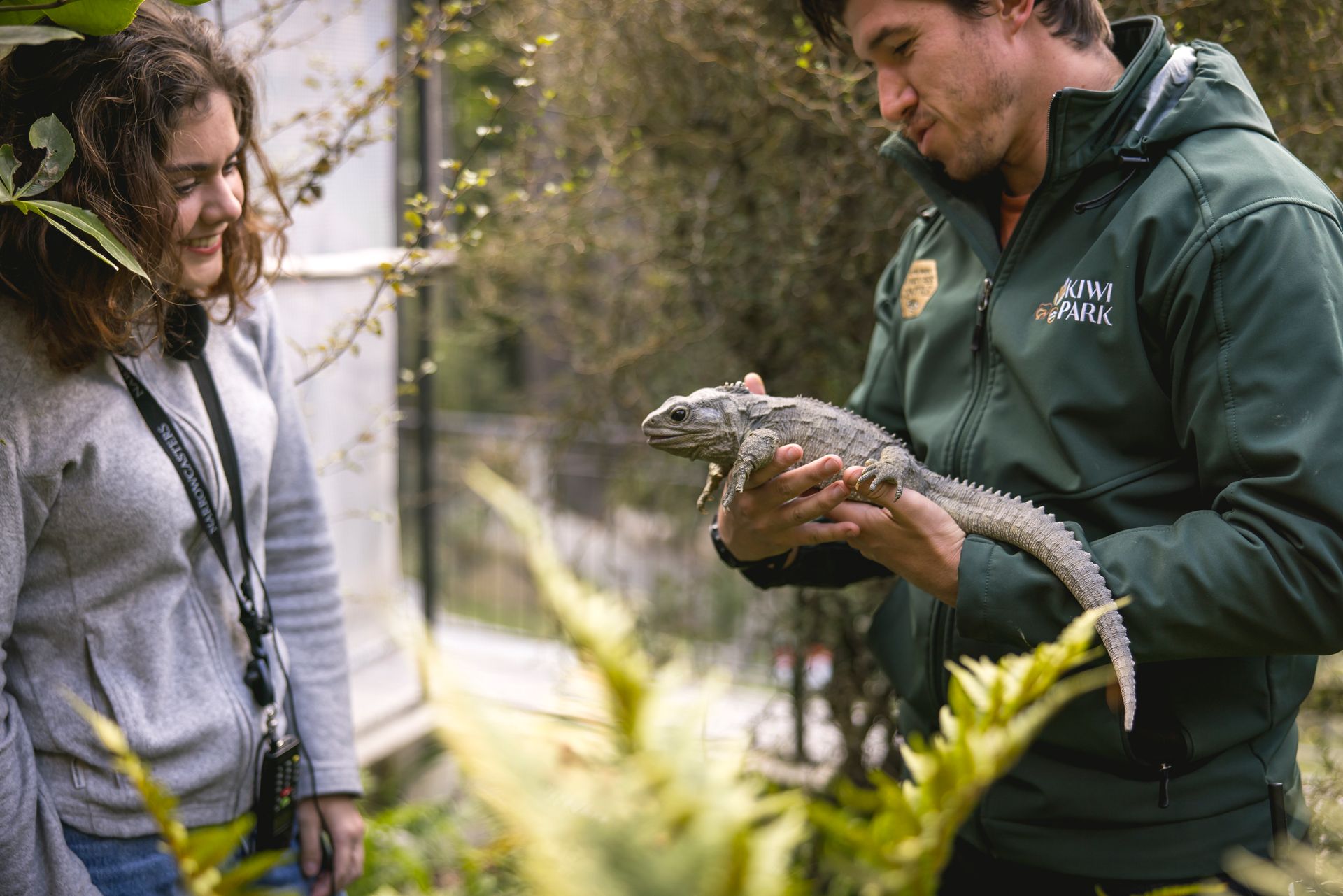 Queenstown Kiwi Park Tuatara Image Courtesy queenstownnz.co.nz
