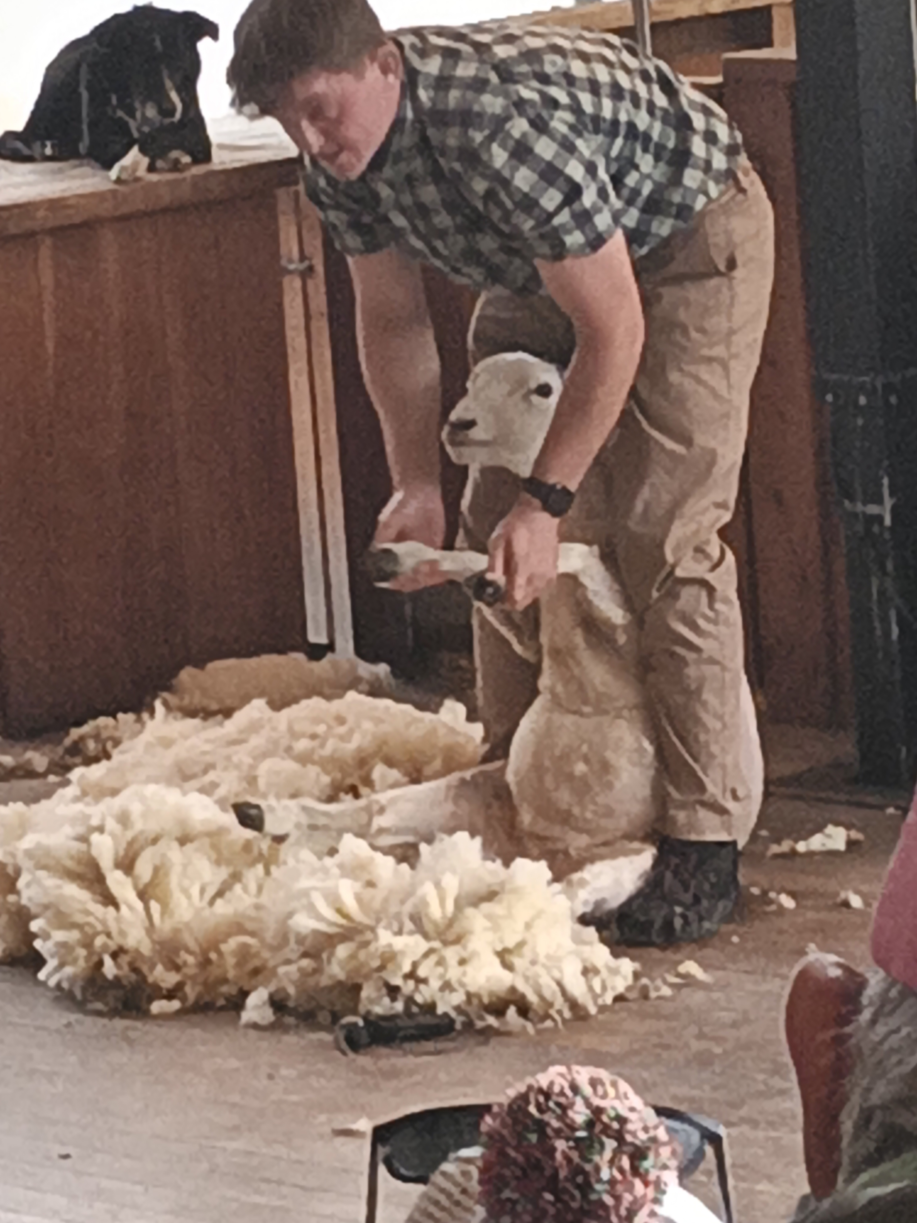 The sheep shearing demonstration at Walter Peak High Country Farm The sheep shearing demonstration at Walter Peak High Country Farm