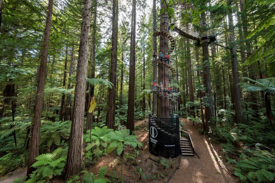 Redwoods treewalk Rotorua