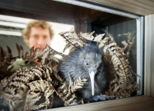 A kiwi at the Pukaha Mount Bruce National Wildlife Center - pic courtesy Destination Wairarapa