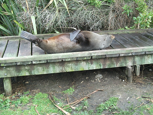 A friendly local at Point Kean Kaikoura
