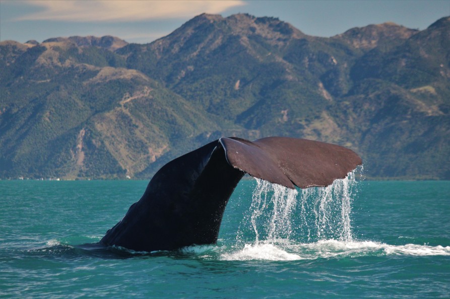 Kaikoura Sperm Whale Tiaki Image Courtesy Whale Watch Kaikoura