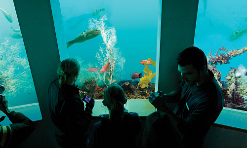 Deep under the surface at the Milford Sound Discovery Center and Underwater Observatory
