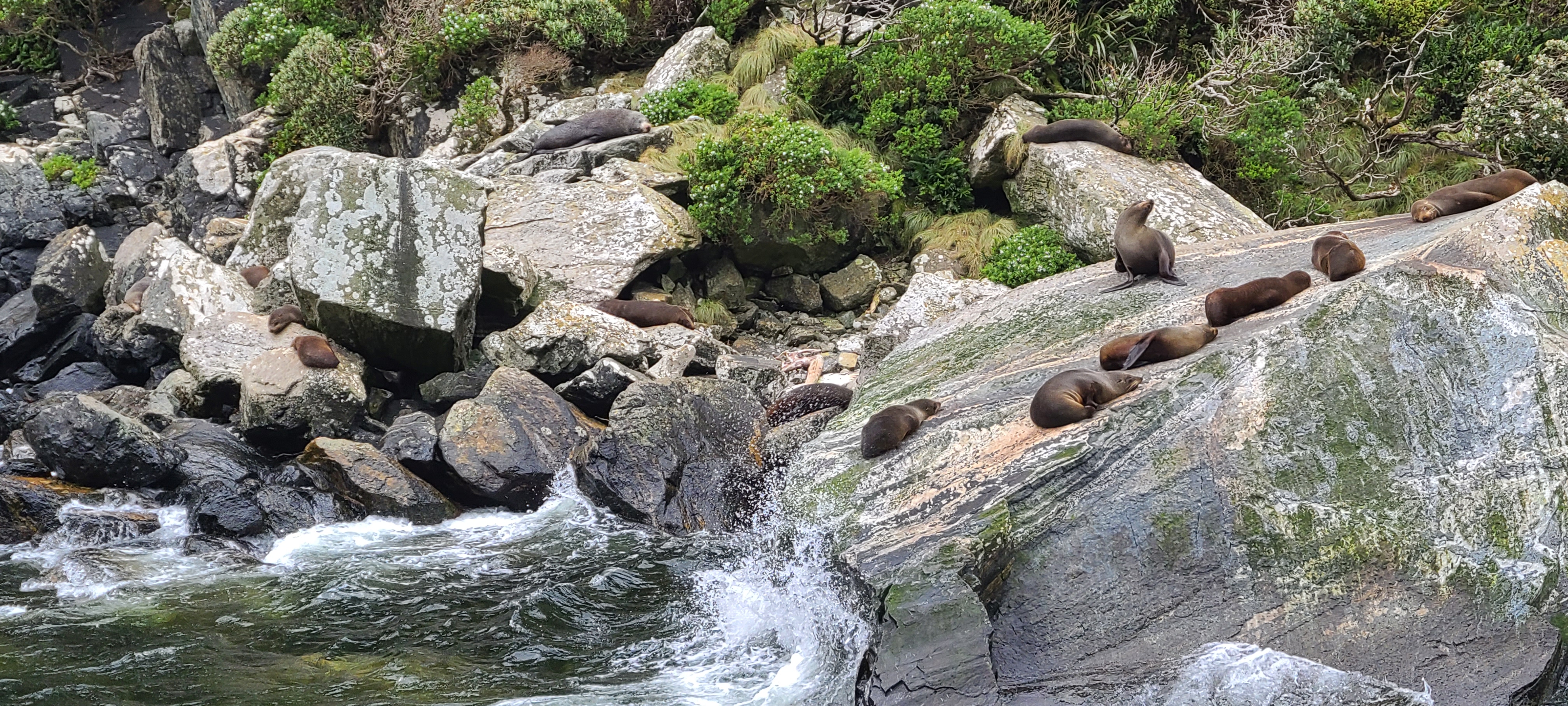 Fur Seals relaxing at Milford Sound Image Courtesy Great South Fur Seals relaxing at Milford Sound Image Courtesy Great South