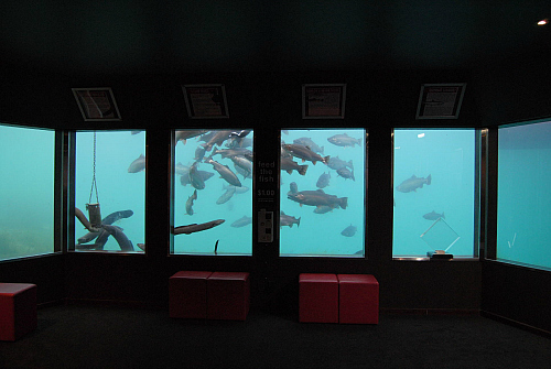 Queenstown Underwater Observatory. We thank them for use of this image.