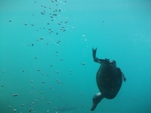 Diving Teal in Lake Wakatipu