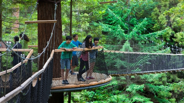 Rotorua Redwoods Forest Treewalk Courtesy Tourism Media No Expiry Date
